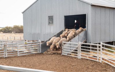 Sheep Prices – The Perfect Storm